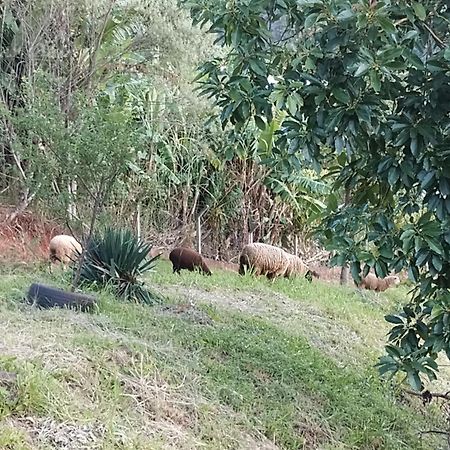 Bangalo Dos Aracas - Sitio Vo Haack Villa Gramado Kültér fotó